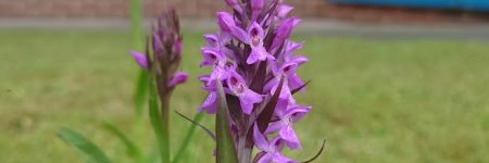 Southern Marsh Orchid?